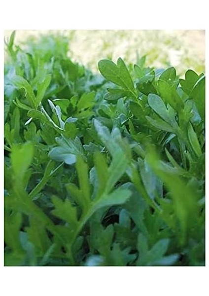 Tarım Ata Tohumu Yerli Yeşillik Sebzeler 6000 Adet Tohum Ekonomik Paket indirimleri