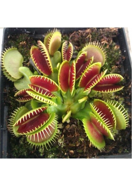 Dünyam Venus Fly Trap Tohumu 5 Adet Tohum Etçil Bitki Etobur Bitki Sinek Kapan fırsatları
