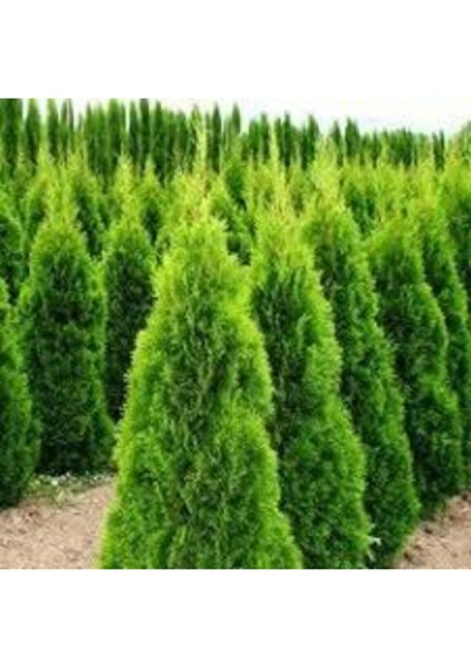 50 Adet Tohum Çit Mazı Tohumu Çit Mazısı Tohumu Tohum Yeşil Çit Mzı Tohumu Sürpriz Hediye Tohumludur modelleri