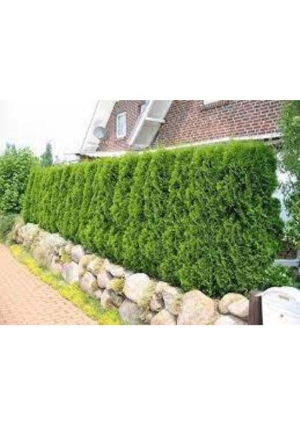 50 Adet Tohum Çit Mazı Tohumu Çit Mazısı Tohumu Tohum Yeşil Çit Mzı Tohumu Sürpriz Hediye Tohumludur fırsatları