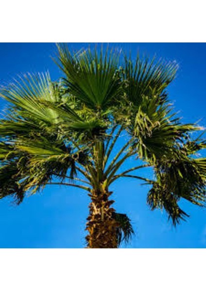 3 Adet Nadir Dev Palmiye Ağacı Tohumu