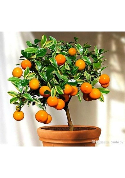 5 Adet Tohum Bodur Bonsai Washington Portakal Ağaç Tohumu Bonsai Toprakal Ağacı Saksı Toprak Hediye