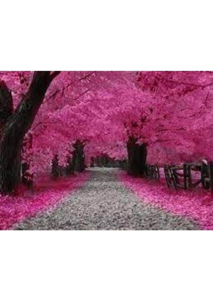 5 Adet Tohum Nadir Bulunan Japon Pembe Sakura Ağacı Tohumu İthal Ağaç Tohumu Hediye Tohumlu