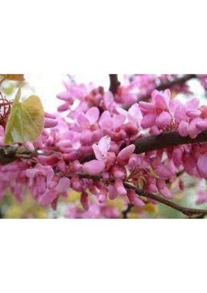 5 Adet Tohum Nadir Bulunan Japon Pembe Sakura Ağacı Tohumu İthal Ağaç Tohumu Hediye Tohumlu fiyatları
