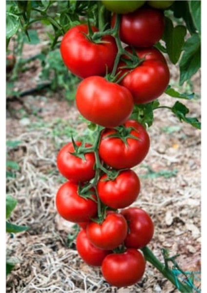 Erkenci Salkım Domates Tohumu 10 Adet Tohum modelleri