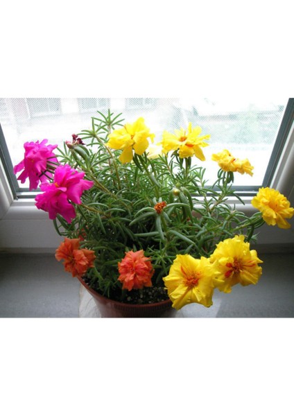 Katmerli İpek Çiçeği Tohumu Çiçek Tohumu 10 Adet Tohum + Saksı Toprak