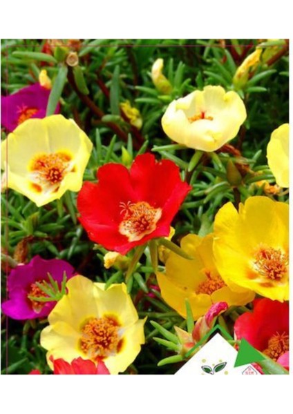 Katmerli İpek Çiçeği Tohumu Çiçek Tohumu 10 Adet Tohum + Saksı Toprak fiyatları