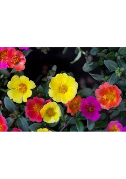 Katmerli İpek Çiçeği Tohumu Çiçek Tohumu 10 Adet Tohum + Saksı Toprak modelleri