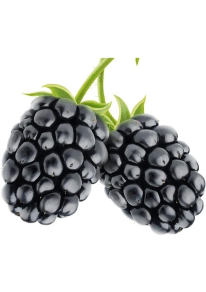 Böğürtlen Tohumu 10 Adet Tohum Nadir Iri Cins Ahududu Ahu Dudu