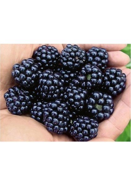 Böğürtlen Tohumu 10 Adet Tohum Nadir Iri Cins Ahududu Ahu Dudu fiyatları