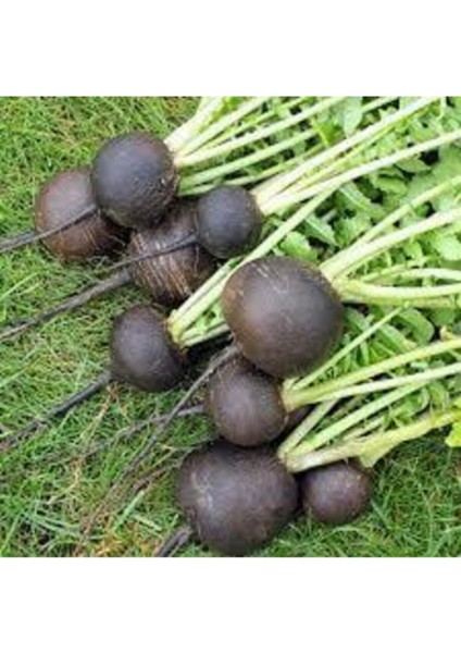 80 Adet Tohum Siyah Tuor Tohumu Kara Turp Siyah Turp Tohumu Sürpriz Hediye Tohumlu