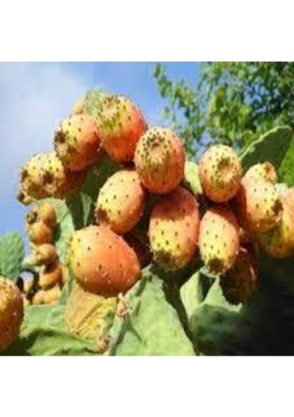 5 Adet Tohum Nadir Mart Yemişi Yemiş Tohumu Yaş İncir Hediye Tohumlu fiyatları