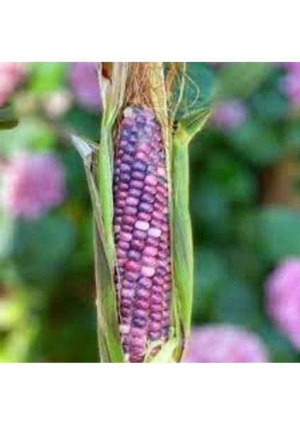 100 Adet Tohum Organik Doğal Lila Mısır Tohumu Hediye Tohumludur