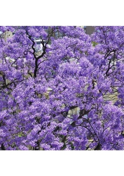 10 Adet Tohum Nadir Pavlonya Çin Kavak Tohumu Çin Kavağı Ağaç Tohumu Hediye Tohumlu fiyatları
