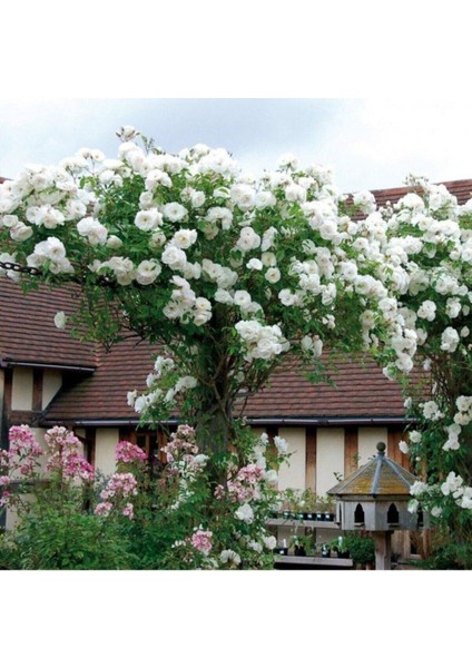 10 Adet Tohum Nadir Beyaz Sarmaşık Gül Tohumu Bahçe Gülü Organik Kaliteli Hediye Tohumludur