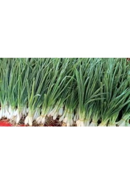 Yeşil Taze Firik Soğan Tohumu Acısız Yeşil Soğan Tohumu 50 Adet Tohum fiyatları