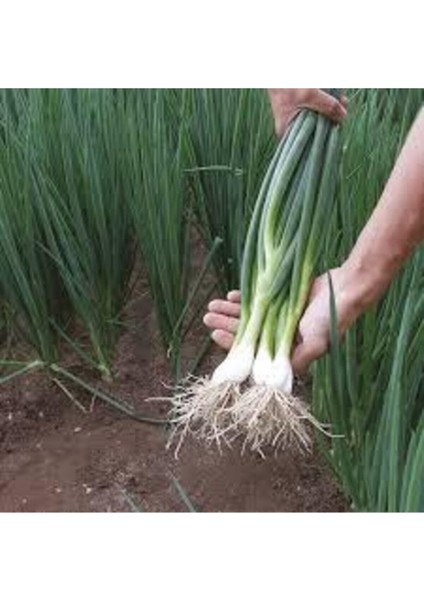 Yeşil Taze Firik Soğan Tohumu Acısız Yeşil Soğan Tohumu 50 Adet Tohum fırsatları