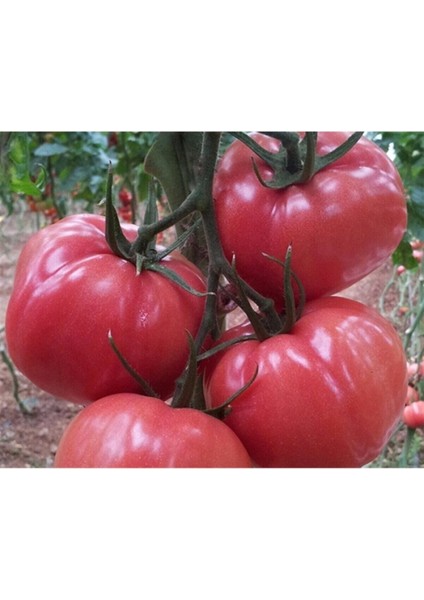 Pembe Domates Tohumu Nadir Geleneksel İri Pembe Domates Tohumu 15 Adet Tohum modelleri