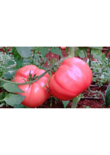 Pembe Domates Tohumu Nadir Geleneksel İri Pembe Domates Tohumu 15 Adet Tohum fırsatları