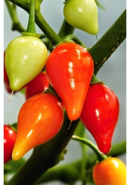 Litaetrend Misket Biberiye Biber Tohumu 5 gr