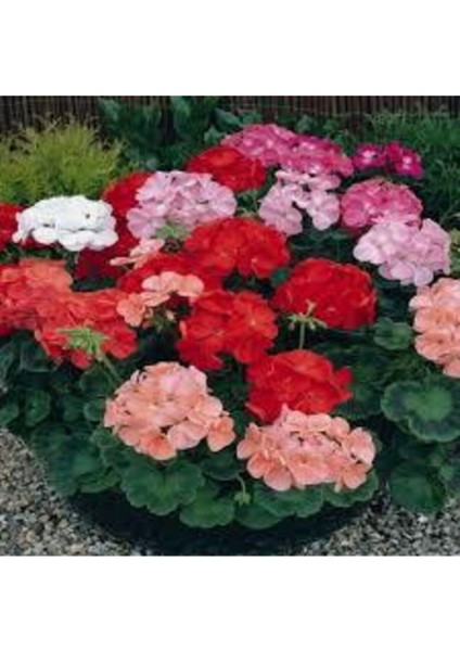 20 Adet Tohum Nadir Karışık Sardunya Çiçeği Tohumu fiyatları