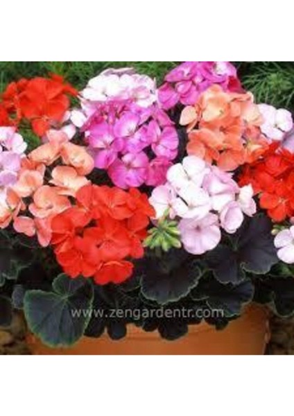 20 Adet Tohum Nadir Karışık Sardunya Çiçeği Tohumu modelleri