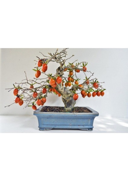 Bodur Bonsai Trabzon Hurma Ağacı Tohumu 2 Adet Tohum fiyatları