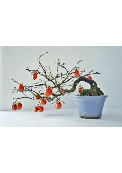 Bodur Bonsai Trabzon Hurma Ağacı Tohumu 2 Adet Tohum modelleri