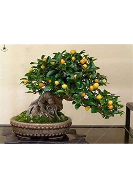 Bodur Bonsai Kayısı Ağacı Tohumu Bonzai Ağacıtohumu 2 Adet Tohum