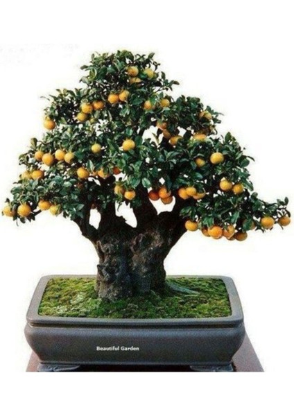 Bodur Bonsai Kayısı Ağacı Tohumu Bonzai Ağacıtohumu 2 Adet Tohum fiyatları