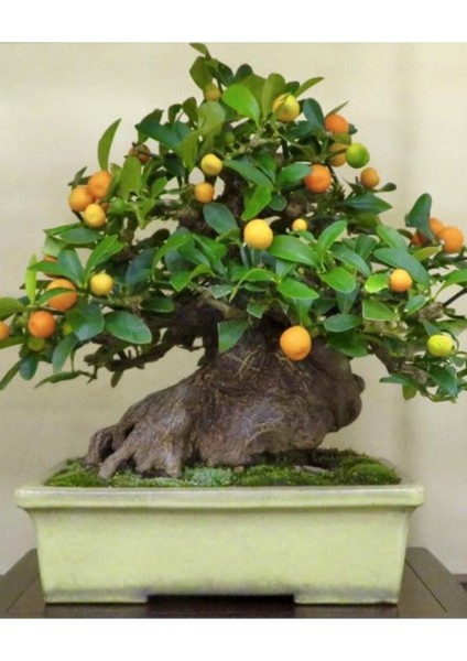 Bodur Bonsai Kayısı Ağacı Tohumu Bonzai Ağacıtohumu 2 Adet Tohum modelleri