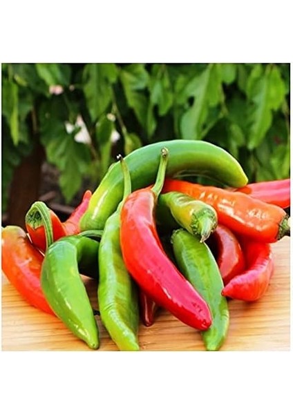 Tarım Ata Tohumu Yerli Çok Acı Hatay Biberi 100 Ad Tohum