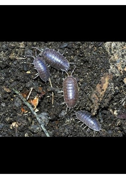 Adet Çiçek ve Bitki Topraklarındaki Zararlılar Için Önleyici ve Temizleyici Haşere Ilacı fiyatları