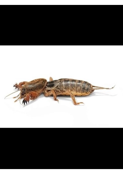 Adet Çiçek ve Bitki Topraklarındaki Zararlılar Için Önleyici ve Temizleyici Haşere Ilacı fırsatları