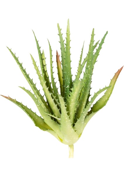 Yapay Kaktüs Sukulent Yeşil 23 cm