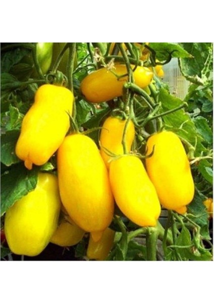 Adet Sarı Mum Domates Tohumu