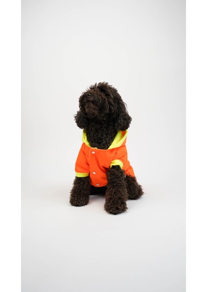 Köpek Kedi Yağmurluk Aurora