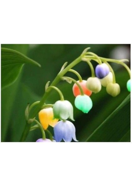 Dünyam Çok Nadir Ithal Renkli Çan Orkide Çiçeği Tohumu 5 Tohum fırsatları