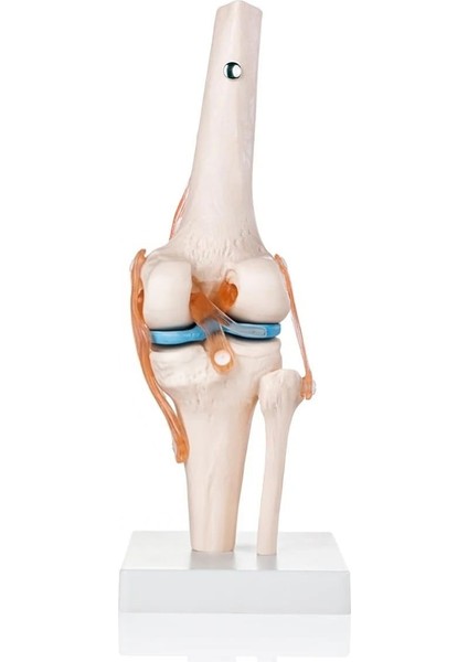 Diz Eklemi Modeli - Diz Eklemi Maketi fiyatları