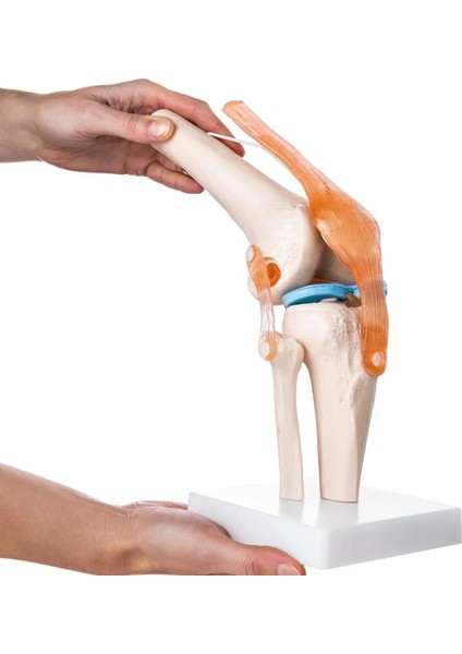 Diz Eklemi Modeli - Diz Eklemi Maketi modelleri