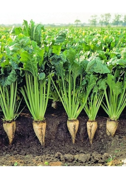 Tarım Ata Tohumu Yerli Şeker Pancarı 100 Adet Tohum modelleri