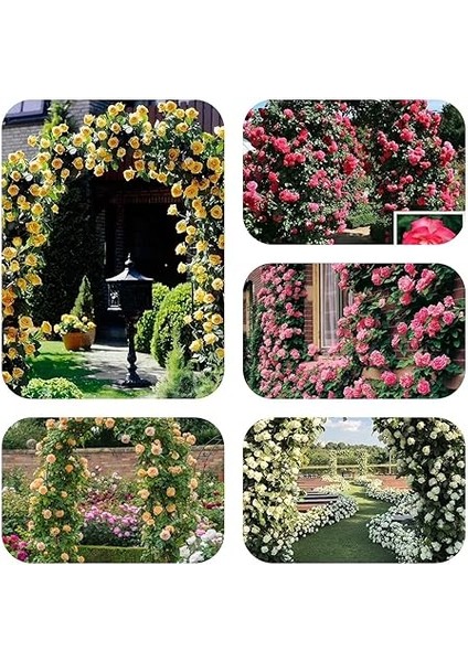 Tohum Yediveren Kokulu Karışık Sarmaşık Gül (100 Adet) fiyatları