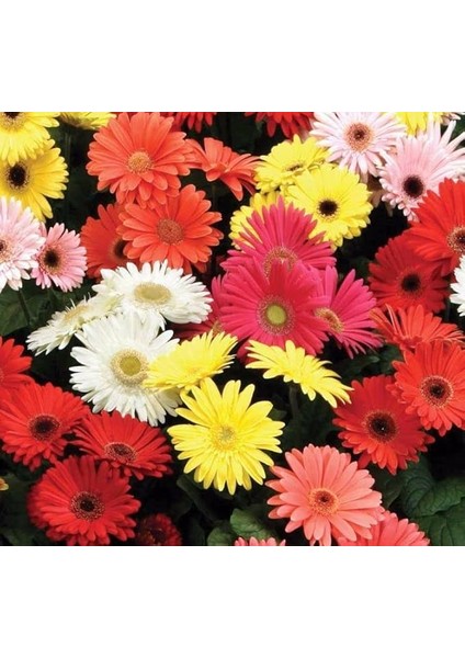 Garbera Çiçeği Tohumu