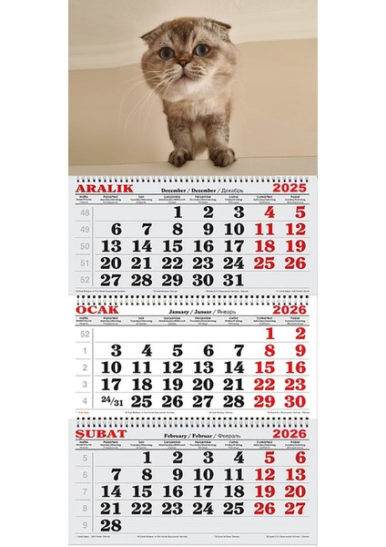 2026 Yılı Gemici Takvimi-Scottish Fold Yavru Kedi