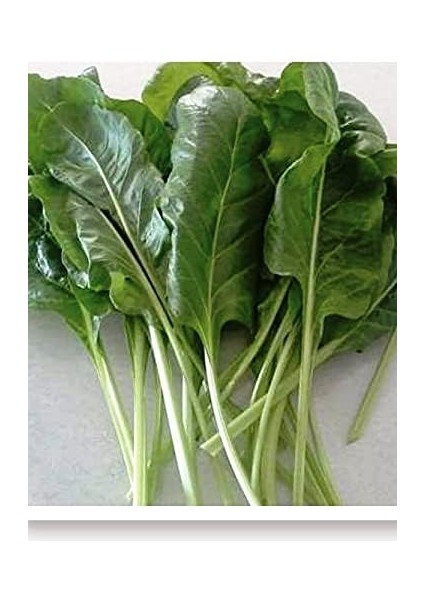 Tarım Ata Tohumu Yerli Pazı Sarma 100 Adet Tohum