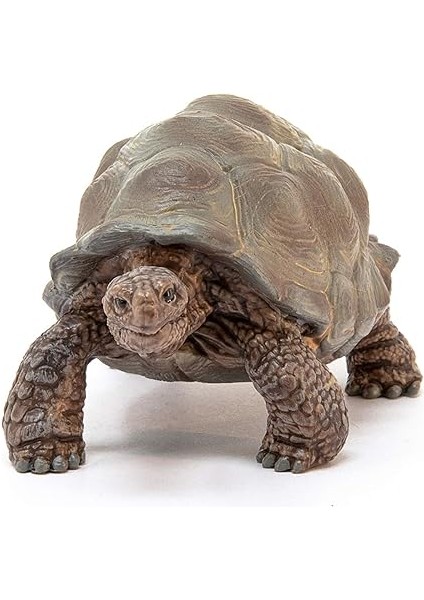 Dev Tosbağa modelleri