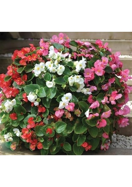 Şeker Begonya Tohumu Banga - Karışık Renkli (20 Tohum) fiyatları