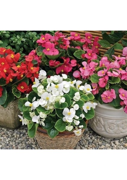 Şeker Begonya Tohumu Banga - Karışık Renkli (20 Tohum) fırsatları