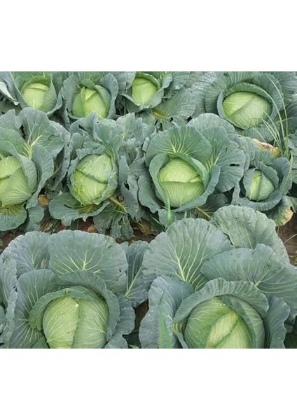 Beyaz (Çoklu Tohum) - 5 Gram fiyatları