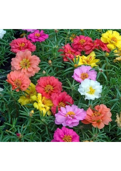 Ipek Çiçeği Tohumu (Katmerli Büyük Çiçekli) Karışık Renkli - 40 Tohum fiyatları